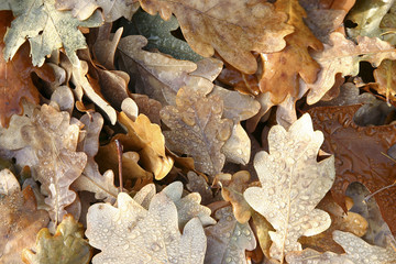 dewy autumn leaves