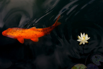 red carpa