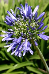agapanthus flower