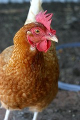 chicken