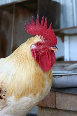 rooster