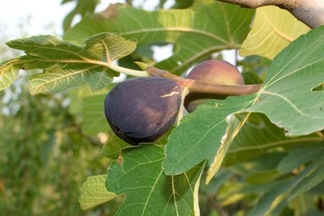 Figues noires mûres.