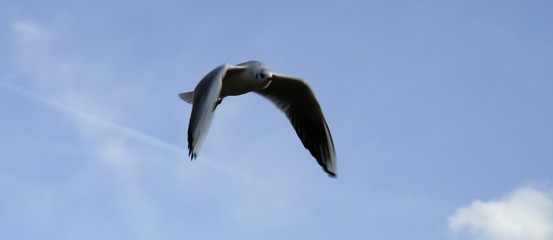 seagulls
