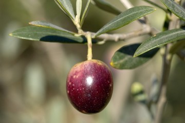 Olives s noires - 051
