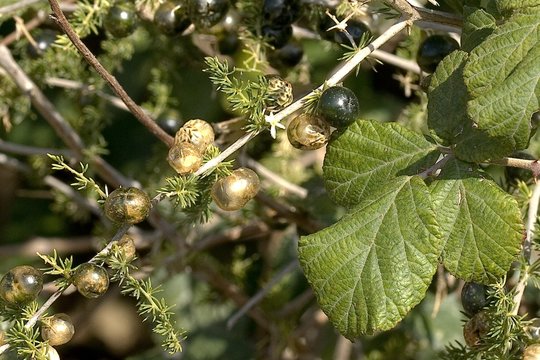 fruits 054