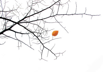  last leaf
