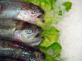 fresh salmons on ice