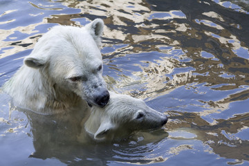 polar bear and young