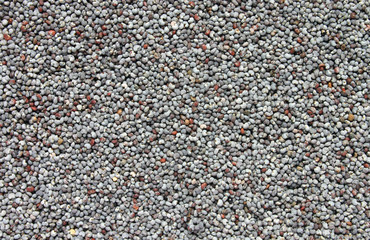 poppy seeds close up