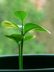 citrus seedling - day 11