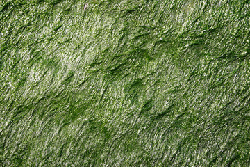 dark green seaweed on the sea wall.