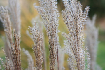 autumn grass