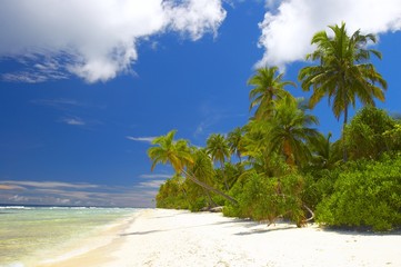 forest on the beach in indian ocean - obrazy, fototapety, plakaty