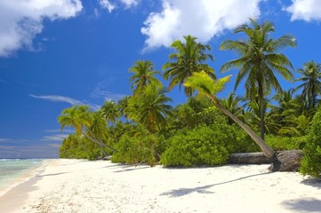 nice tropical forest on the beach in indian ocean