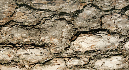 tree background