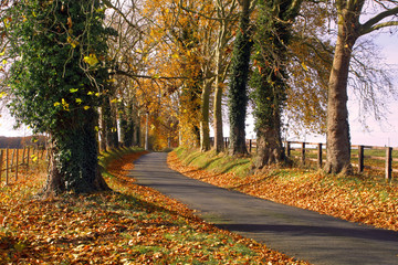 Naklejka premium automne