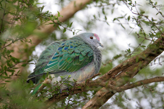 Rose Crowned Fruit Dove