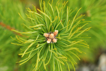branch of pine tree