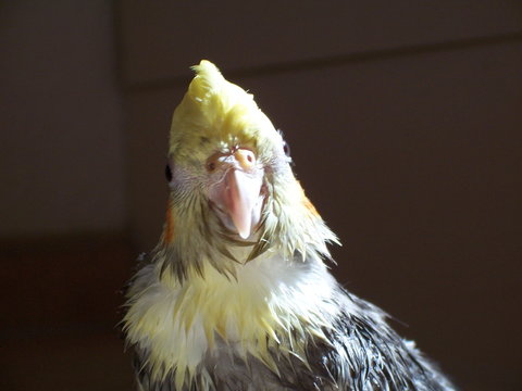 nymphensittich