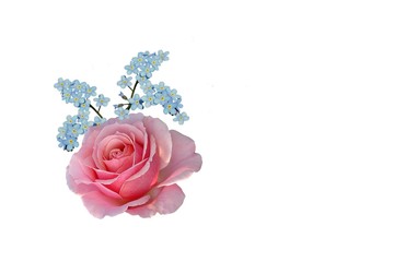 rosenblüte und vergissmeinnicht