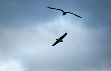 birds in flight