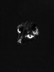 black cat eyes