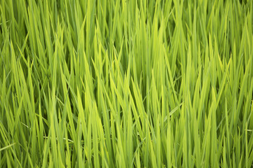 Fototapeta na wymiar ryż zielony