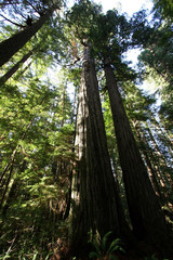 tall redwood trees.