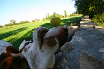 funny cow