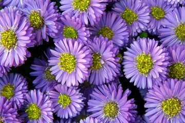 purple flowers