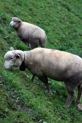 sheep grazing