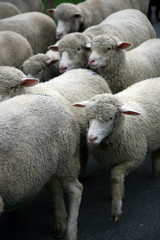 sheep.