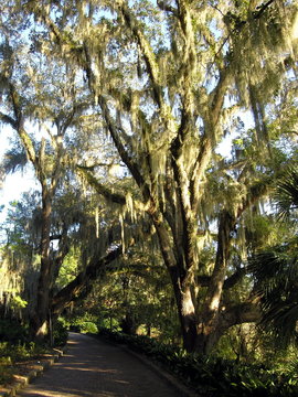 mossy oak on path