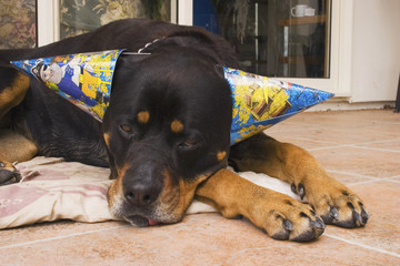 party dog