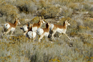 antelope herd