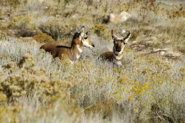 curious antelope