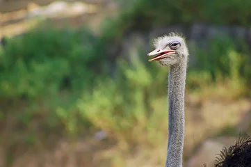 ostrich