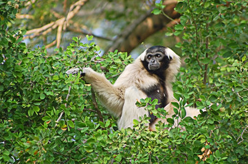 pileated gibbon