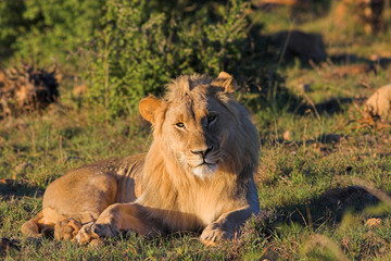 male lion