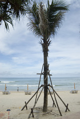 replanted trees on tsunami hit beach