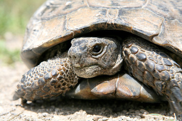 tortoises ( turtle)