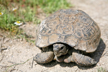 tortoises ( turtle)