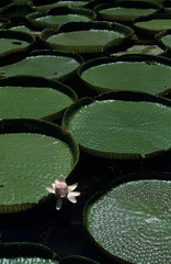 giant amazon water lily