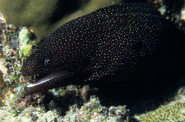 Fototapeta premium white mouth moray eel