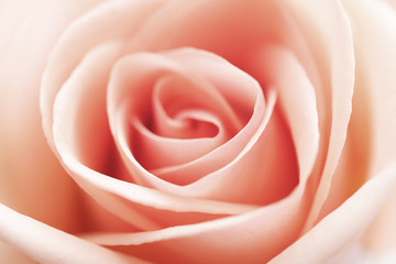 Obraz na płótnie Canvas closeup of rose