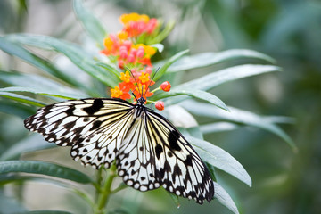 schmetterling - weiße baumnymphe