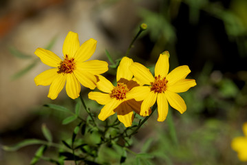 yellow flowers