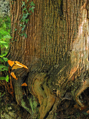corteza de un arbol