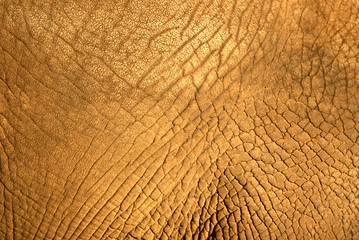 elephant skin texture