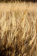 wild mountain plants